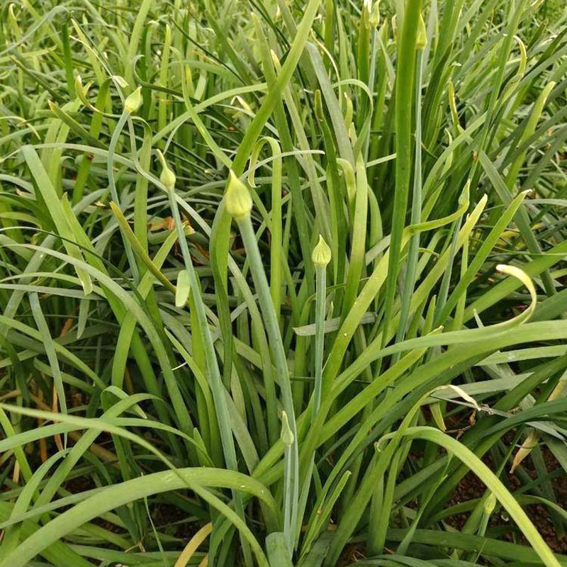 苔韭种子富苔韭一号韭菜花种籽四季苔韭种子早熟韭菜花