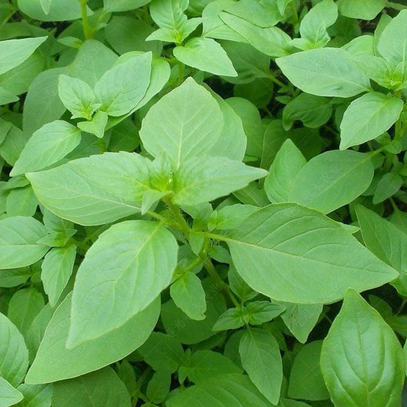大叶荆芥种子河南荆芥香味浓耐热香菜芽率高四季种植