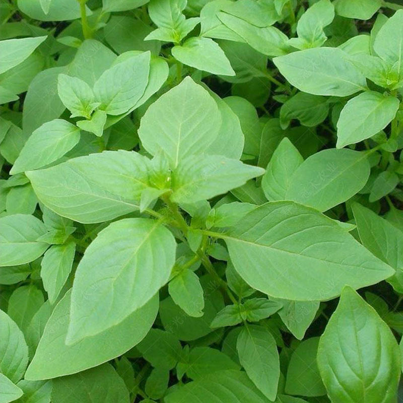 大叶荆芥荆种子河南荆芥香味浓耐热香菜芽率高四季种植