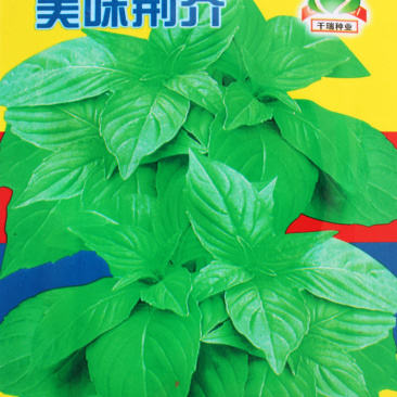 大叶荆芥种子河南荆芥香味浓耐热香菜芽率高四季种植