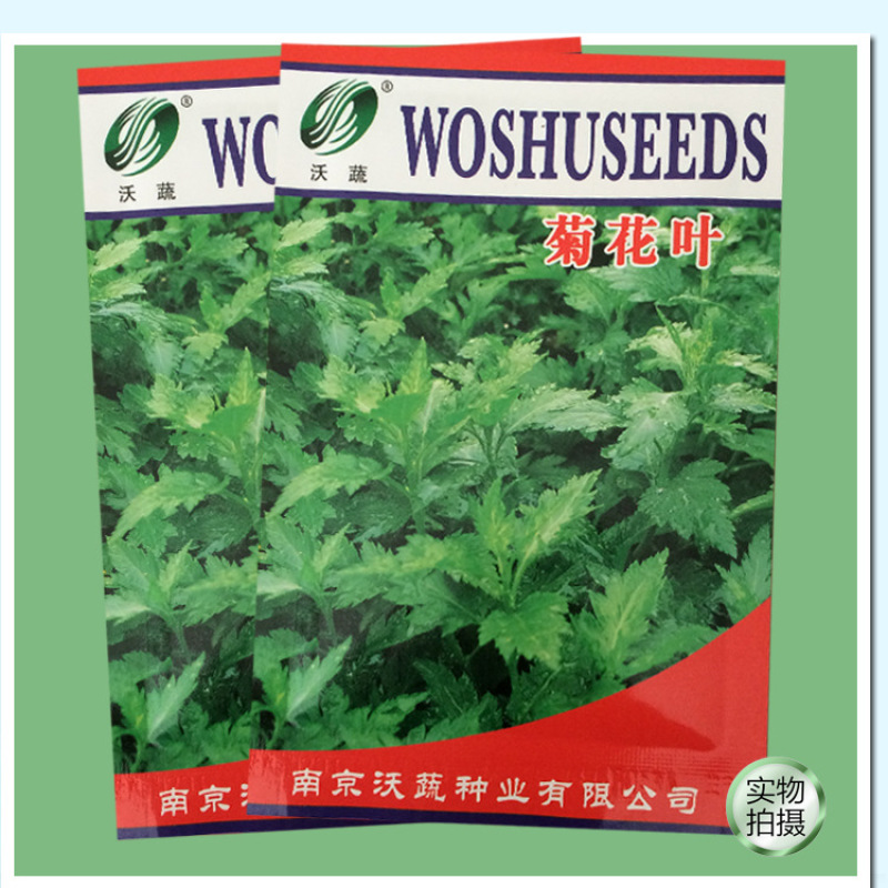 菊花脑种子菊花叶籽菊花涝菊花菜蔬菜种子多年生多次采摘野菜