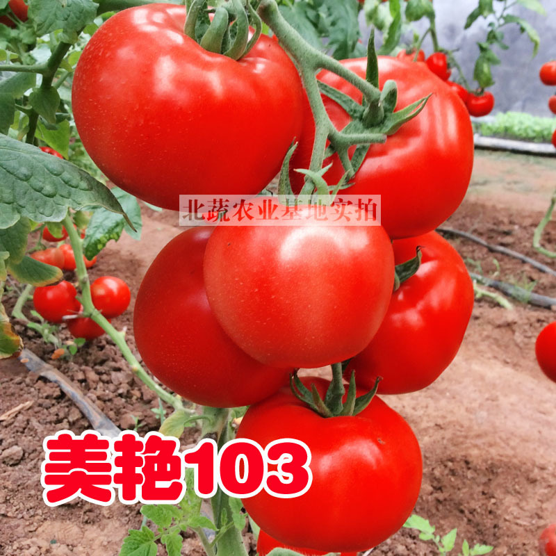 大红西红柿种子美艳103抗死棵耐低温大果番茄种籽北蔬农业