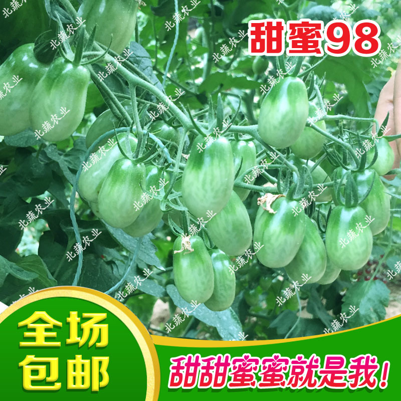 花生柿子种子甜蜜98红色小柿子籽超甜圣女果种孑好吃耐裂