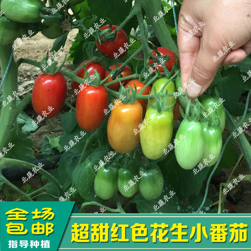 花生柿子种子甜蜜98红色小柿子籽超甜圣女果种孑好吃耐裂