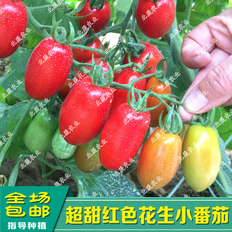 花生柿子种子甜蜜98红色小柿子籽超甜圣女果种孑好吃耐裂