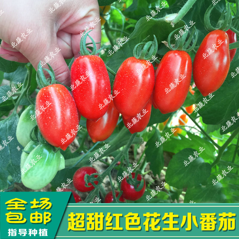 花生柿子种子甜蜜98红色小柿子籽超甜圣女果种孑好吃耐裂
