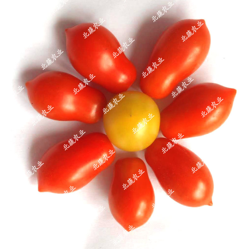 花生柿子种子甜蜜98红色小柿子籽超甜圣女果种孑好吃耐裂