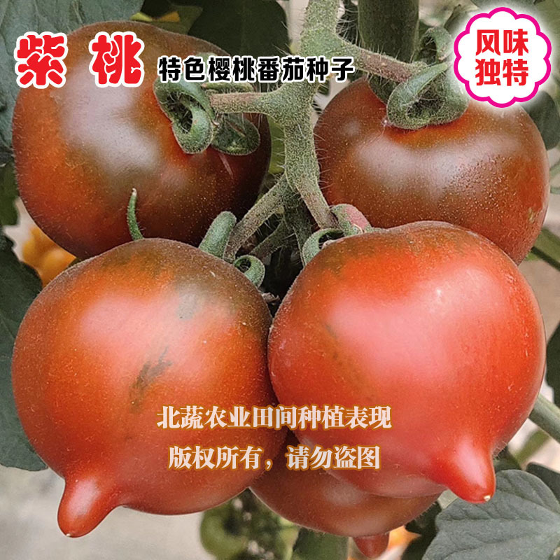 紫桃小番茄种子口感好桃形小柿子种籽带尖圣女果种孑北蔬农业