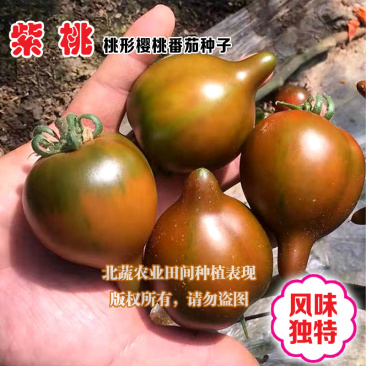 紫桃小番茄种子口感好桃形小柿子种籽带尖圣女果种孑北蔬农业