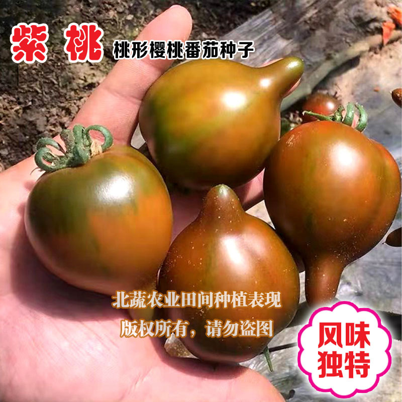 紫桃小番茄种子口感好桃形小柿子种籽带尖圣女果种孑北蔬农业