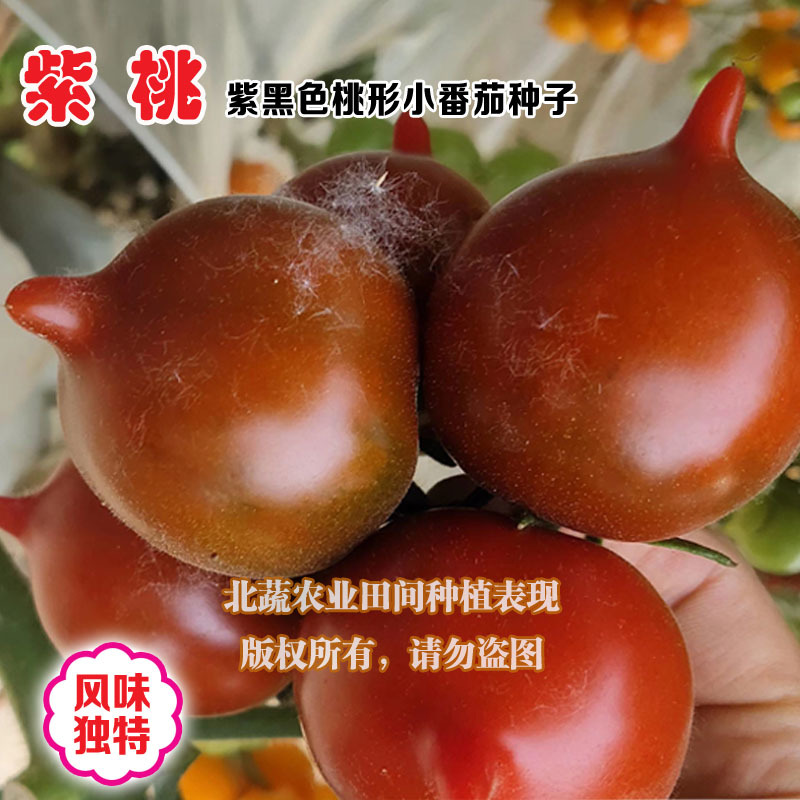 紫桃小番茄种子口感好桃形小柿子种籽带尖圣女果种孑北蔬农业