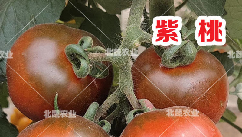 紫桃小番茄种子口感好桃形小柿子种籽带尖圣女果种孑北蔬农业