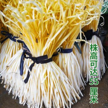 韭黄种子种籽黄韭蔬菜种四季韭菜盆栽菜籽菜种籽种南方春季种