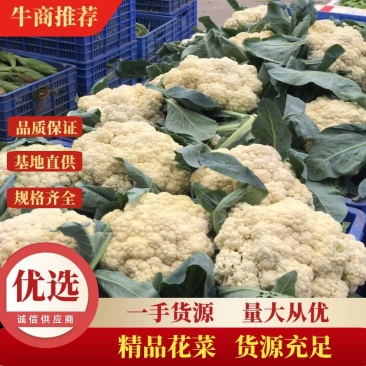 精品花菜大量上市，新鲜现货，量大从优，品质保证