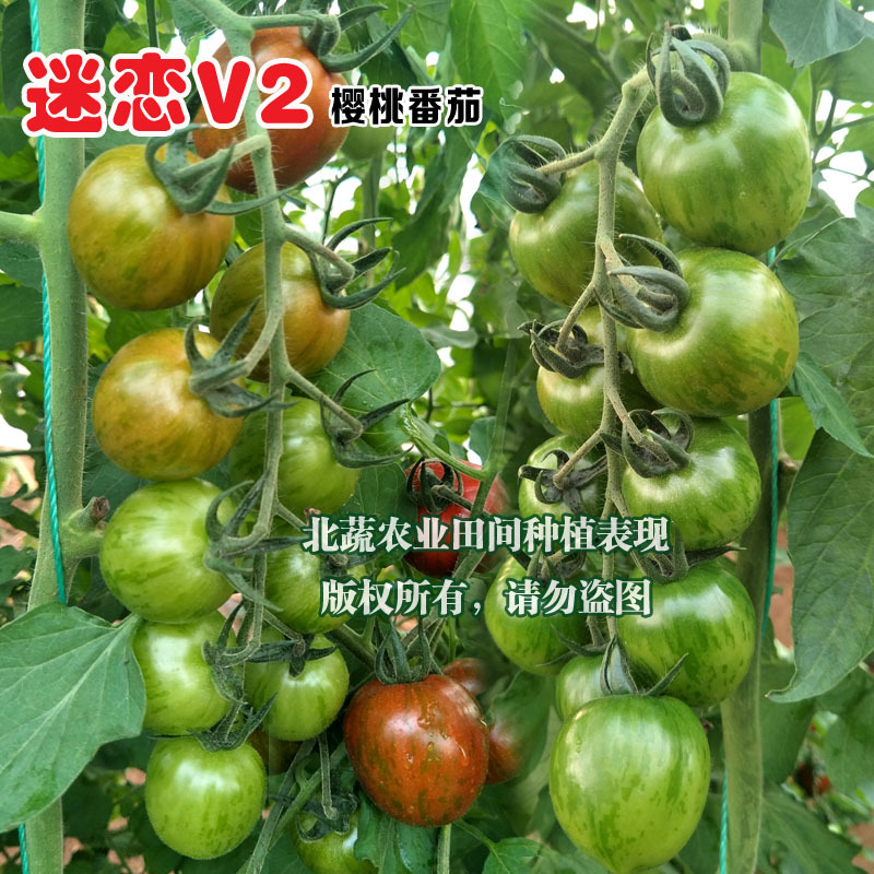 圣女果种子迷恋V2迷彩小番茄种籽超甜小柿子籽