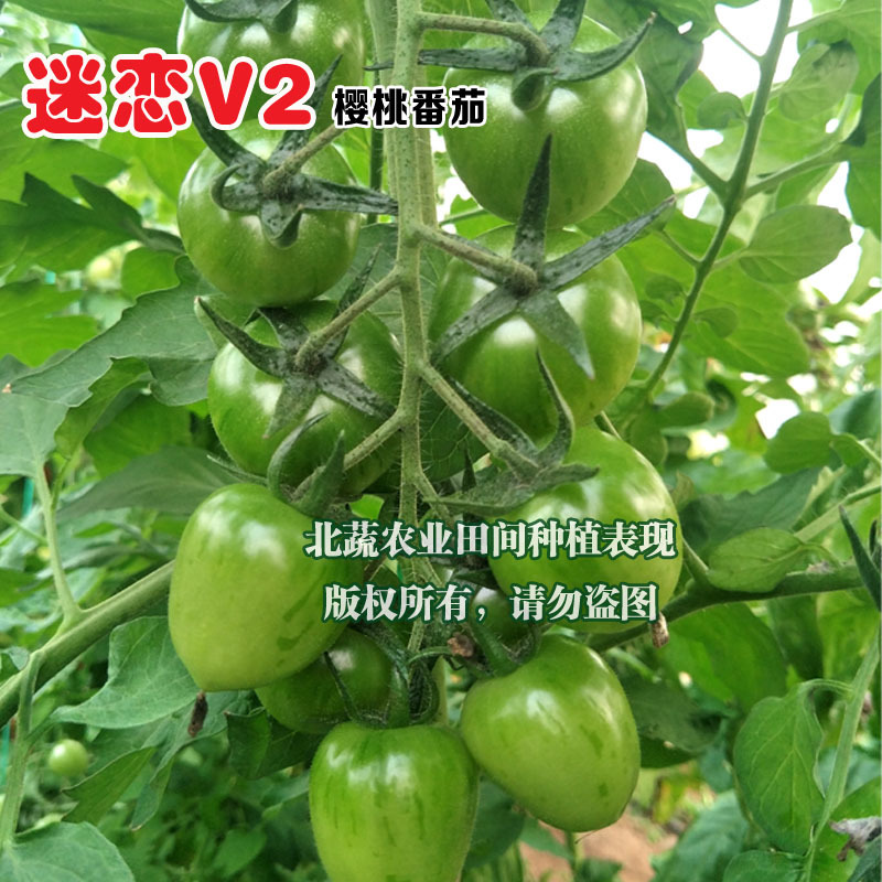 圣女果种子迷恋V2迷彩小番茄种籽超甜小柿子籽