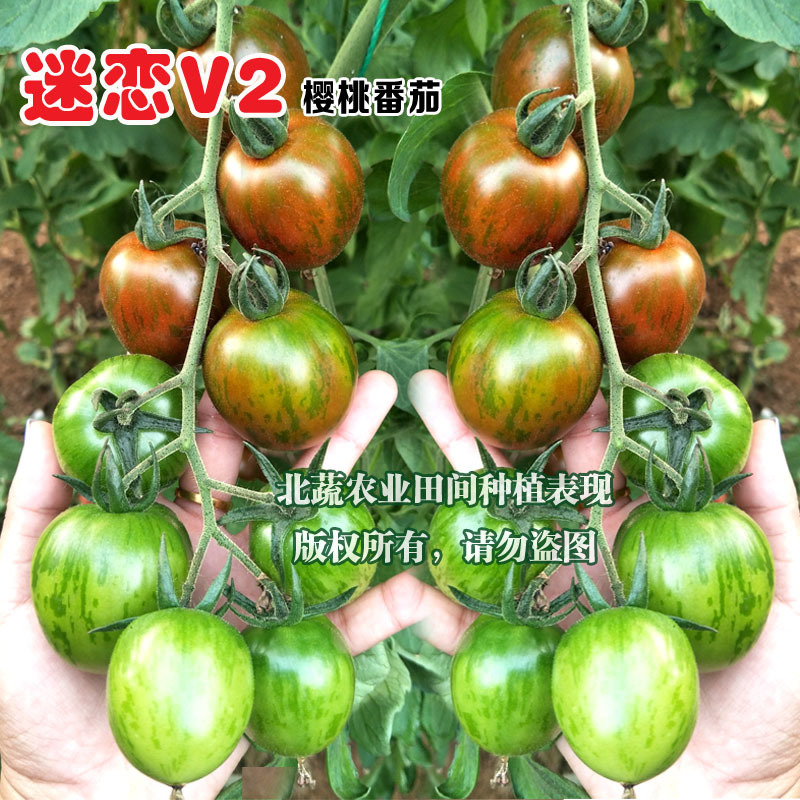 圣女果种子迷恋V2迷彩小番茄种籽超甜小柿子籽