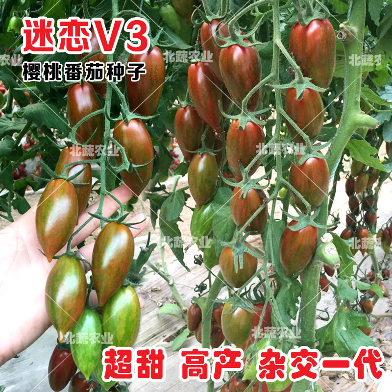迷彩小番茄种子迷恋V3超甜圣女果种籽好吃小柿子籽