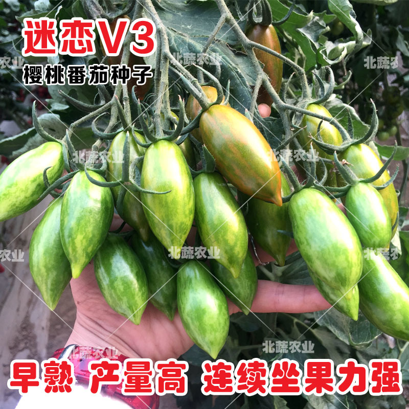 迷彩小番茄种子迷恋V3超甜圣女果种籽好吃小柿子籽