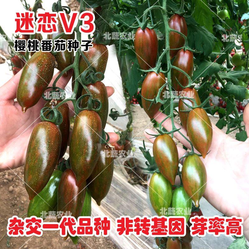 迷彩小番茄种子迷恋V3超甜圣女果种籽好吃小柿子籽