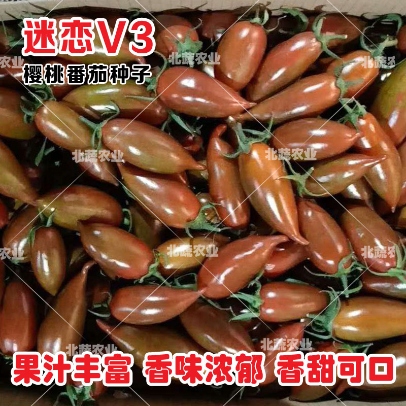 迷彩小番茄种子迷恋V3超甜圣女果种籽好吃小柿子籽