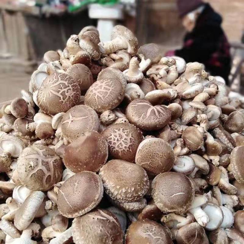 新鲜香菇现摘现发基地直发量大从优