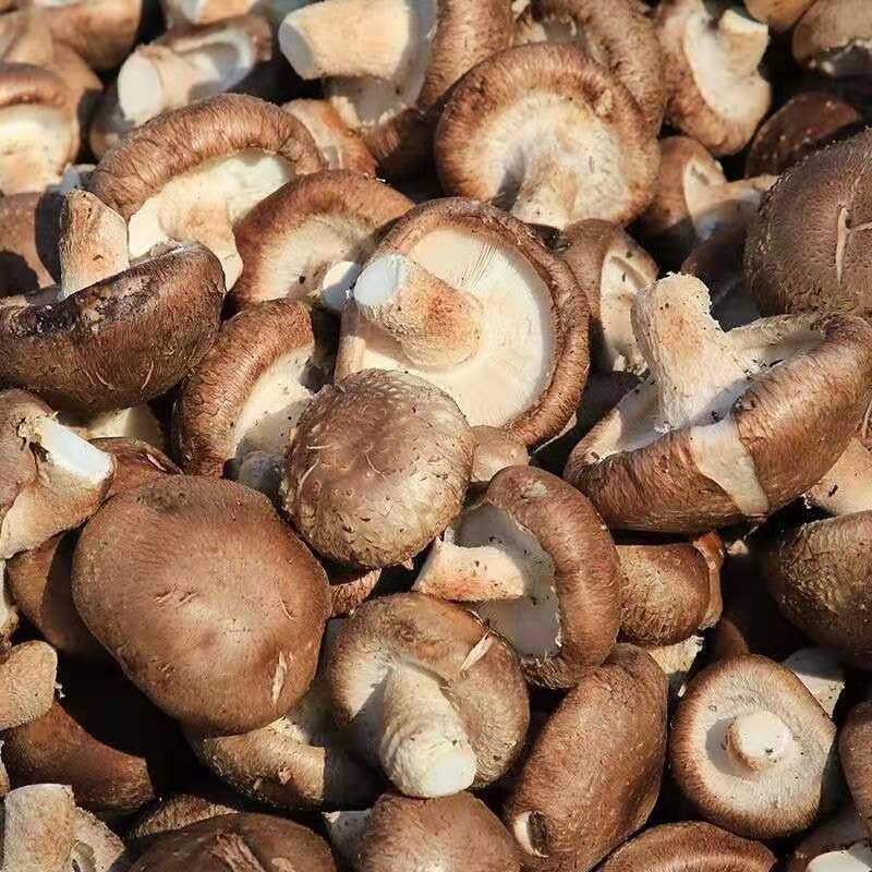 [优质]香菇肉肥厚产地直发大量供应