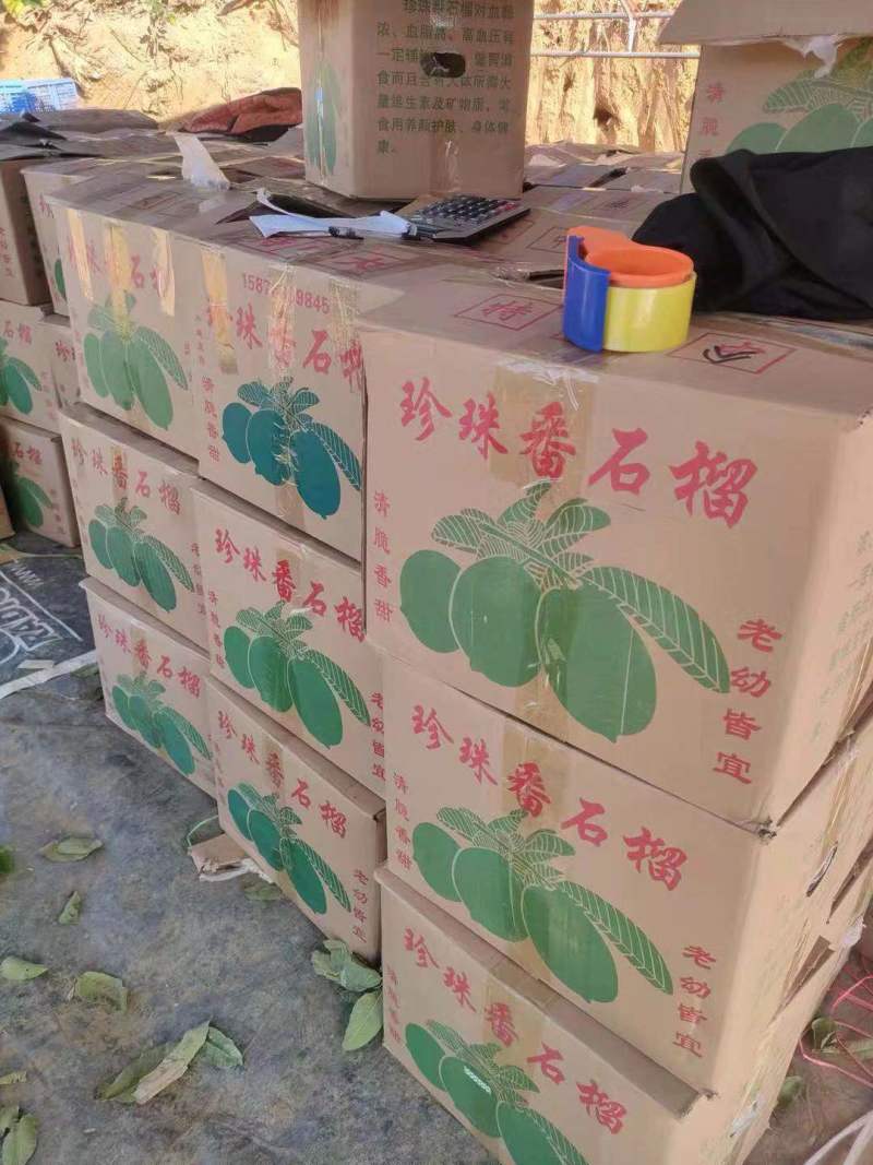 广东番石榴白心芭乐番石榴新鲜供货一手货源