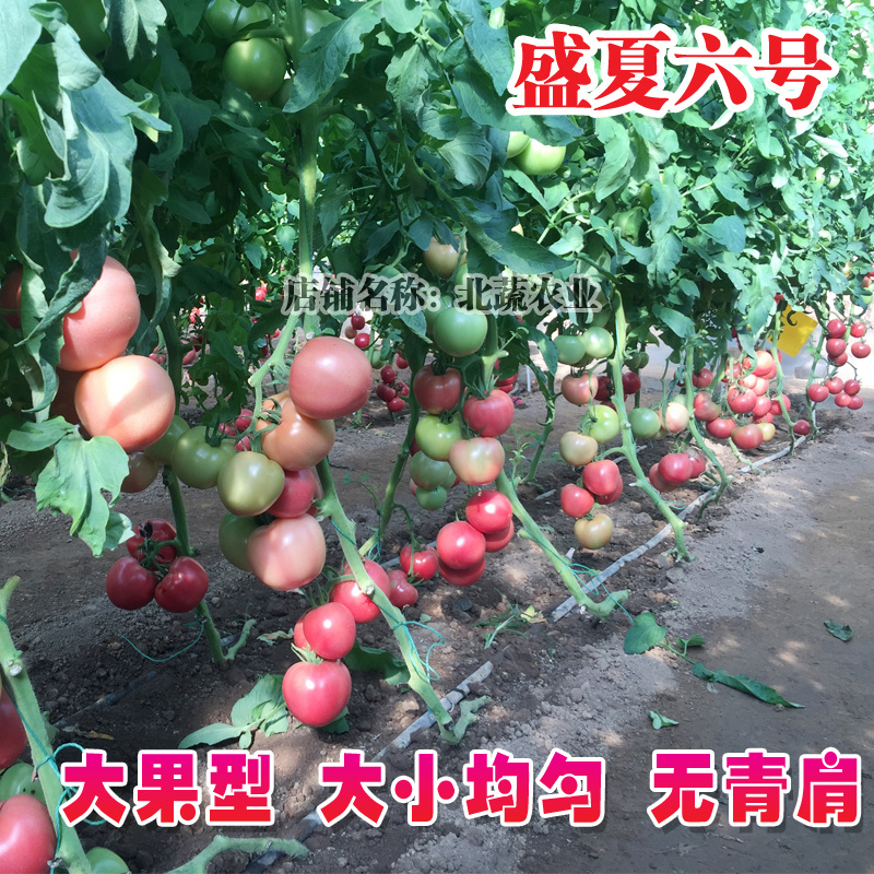 西红柿种子盛夏六号抗TY好吃大果硬粉番茄种籽耐裂大田大棚