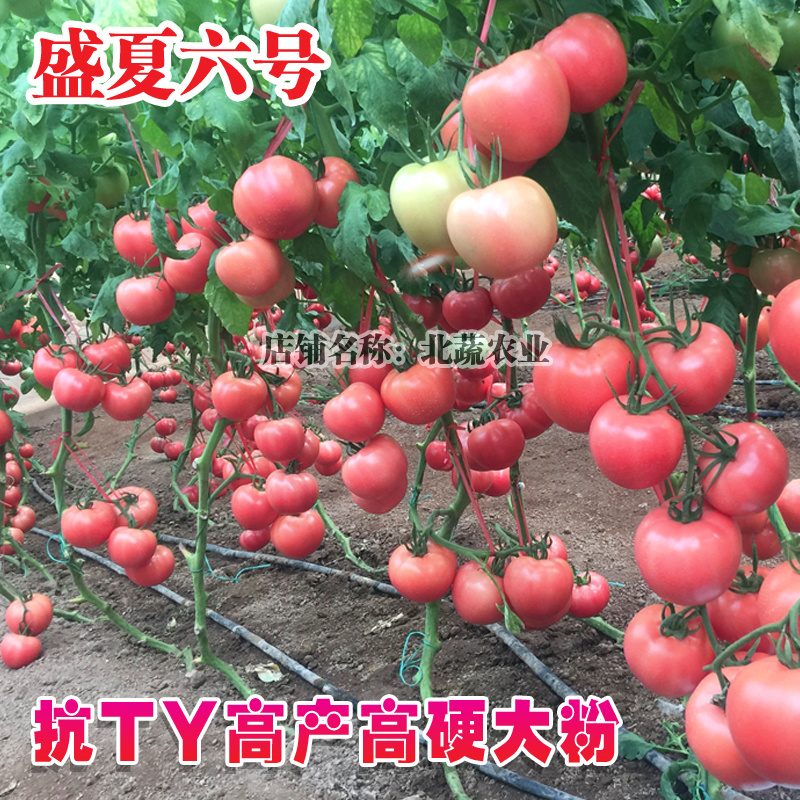 西红柿种子盛夏六号抗TY好吃大果硬粉番茄种籽耐裂大田大棚