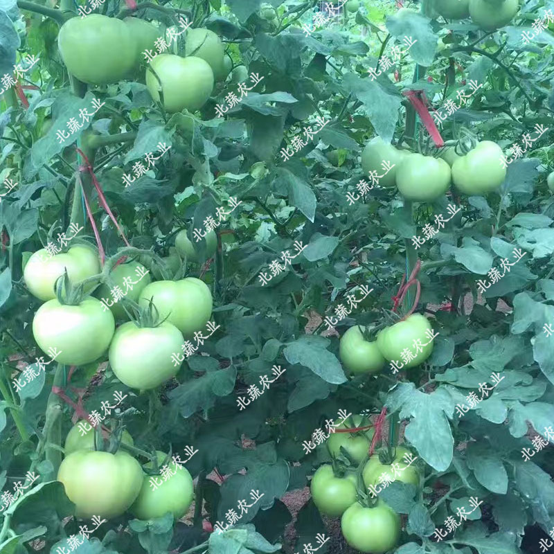 西红柿种子盛夏六号抗TY好吃大果硬粉番茄种籽耐裂大田大棚