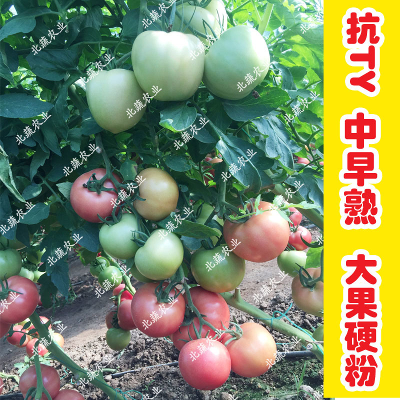 西红柿种子盛夏六号抗TY好吃大果硬粉番茄种籽耐裂大田大棚