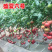 西红柿种子盛夏六号抗TY好吃大果硬粉番茄种籽耐裂大田大棚
