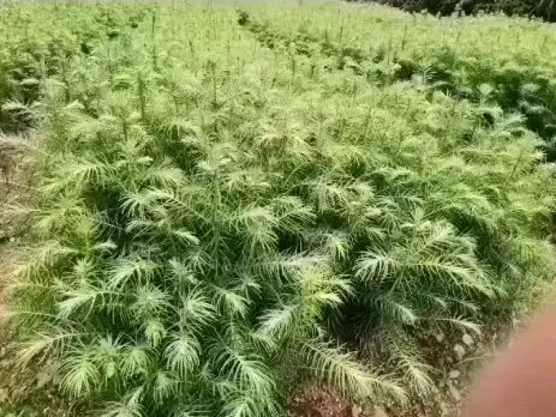 杉树苗造林苗木诚信经营货源地直供规格大小齐全