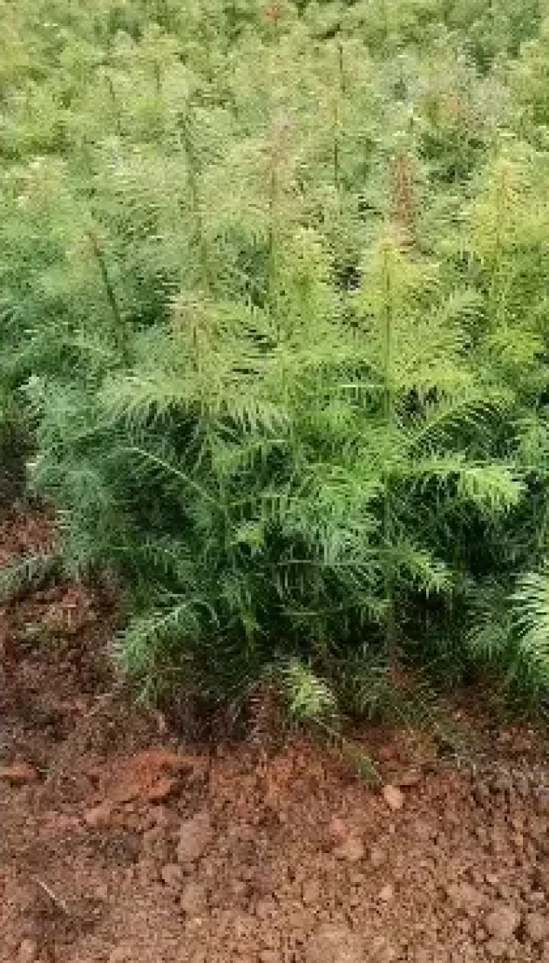 杉树苗造林苗木诚信经营货源地直供规格大小齐全