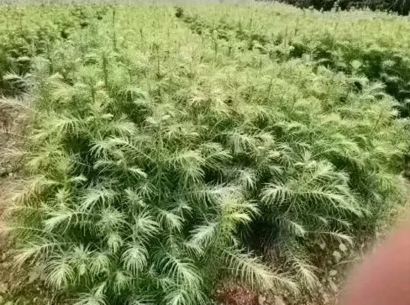 杉树苗造林苗木诚信经营货源地直供规格大小齐全