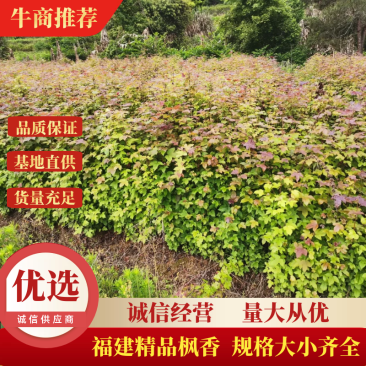 枫香绿化苗木货量充足基地直发欢迎有需要的老板联系