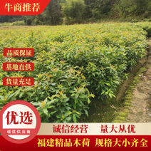 木荷绿化苗木规格大小齐全苗木基地直发价格便宜