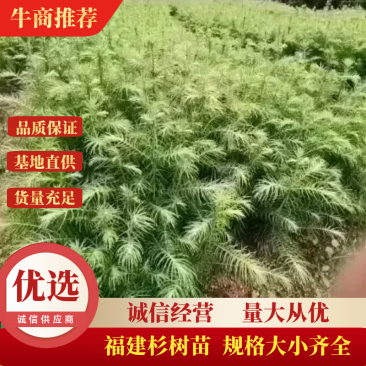 杉树苗造林苗木诚信经营货源地直供规格大小齐全
