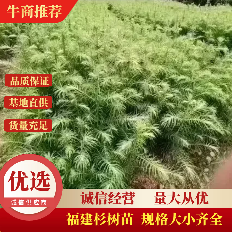 杉树苗造林苗木诚信经营货源地直供规格大小齐全