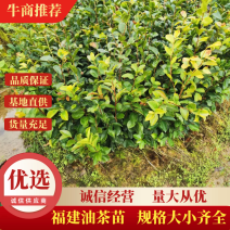油茶苗各类规格大小齐全支持视频看货，欢迎联系