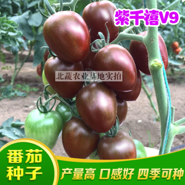 千禧小番茄种子紫千禧V9樱桃西红种籽好吃小柿子籽