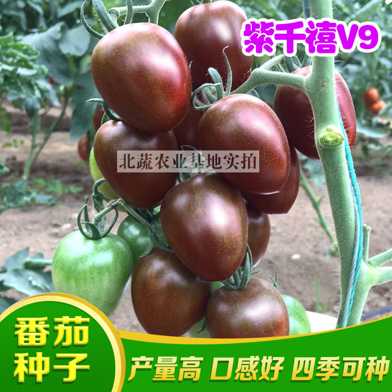 千禧小番茄种子紫千禧V9樱桃西红种籽好吃小柿子籽