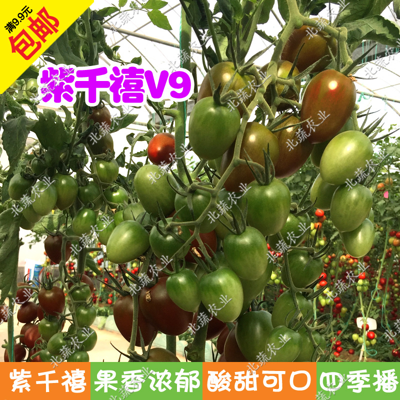 千禧小番茄种子紫千禧V9樱桃西红种籽好吃小柿子籽