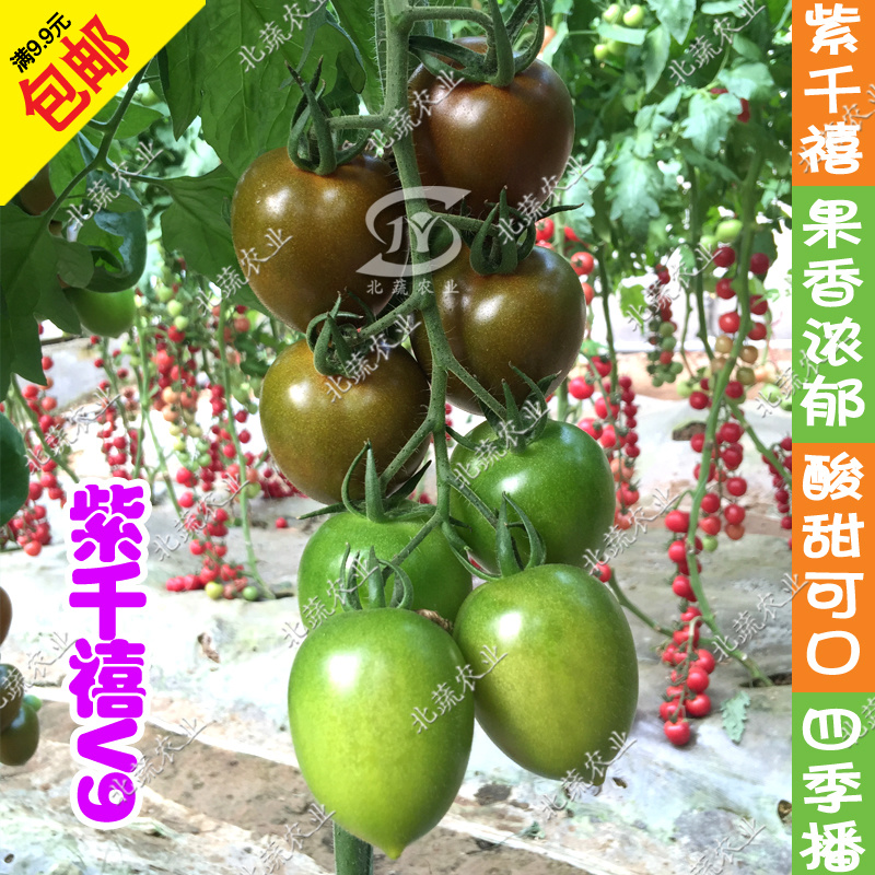 千禧小番茄种子紫千禧V9樱桃西红种籽好吃小柿子籽