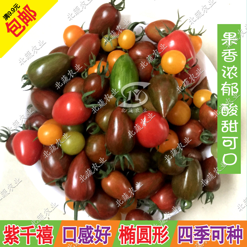 千禧小番茄种子紫千禧V9樱桃西红种籽好吃小柿子籽