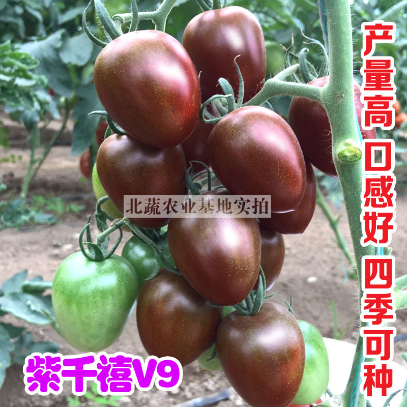 千禧小番茄种子紫千禧V9樱桃西红种籽好吃小柿子籽