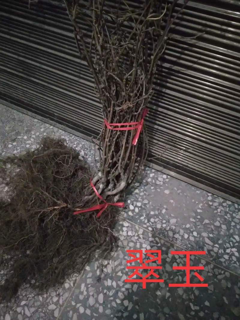 精品绿心猕猴桃苗品种齐全根茎发达结果快口感好提供技术