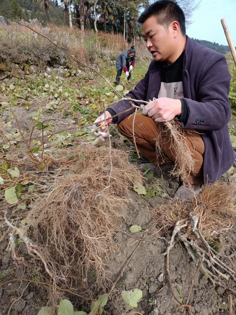 精品绿心猕猴桃苗品种齐全根茎发达结果快口感好提供技术