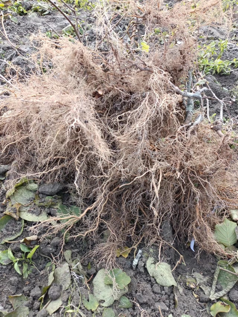 精品绿心猕猴桃苗品种齐全根茎发达结果快口感好提供技术
